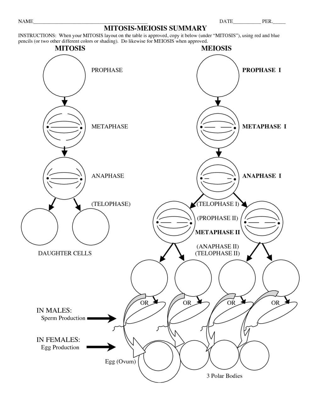15 Best Images of Phases Of Meiosis Worksheet Meiosis Stages