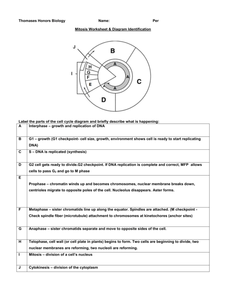 Mitosis Worksheet And Diagram Identification Quizlet