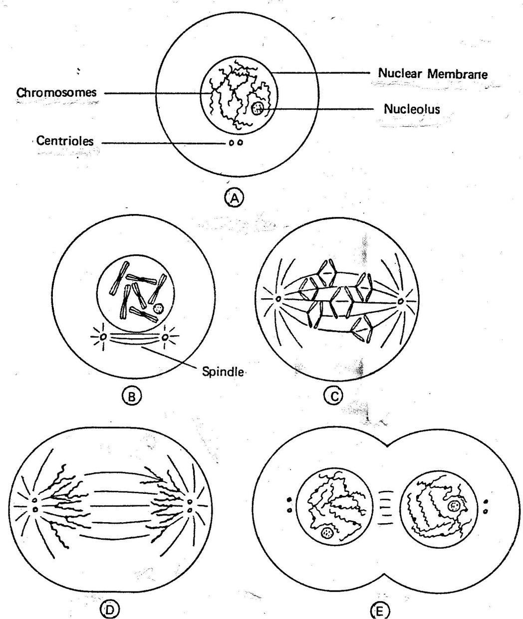 20 Mitosis Coloring Worksheet Answer Key Worksheet From Home