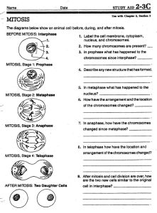 Mitosis Review Worksheet Answers Nidecmege