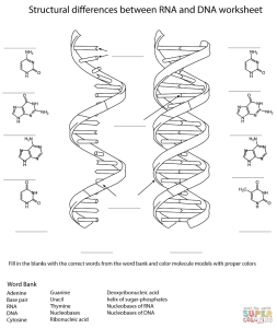 Solved Structural Differences Between RNA And DNA Workshe...