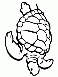 Baby Turtle Coloring Pages Coloring Home
