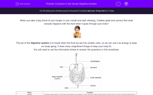 The Human Digestive System Worksheet Answers Promotiontablecovers