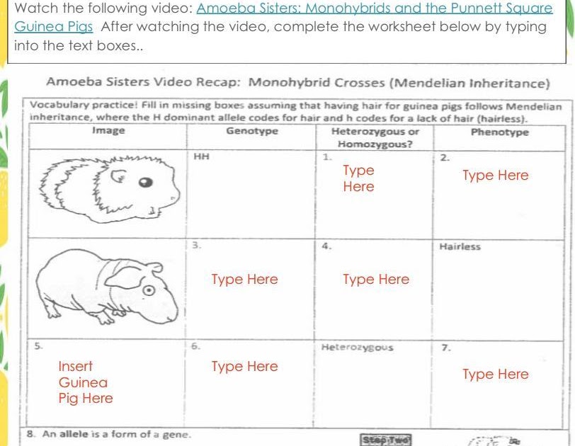 Amoeba Sisters Alleles And Genes Worksheet Answers 28 Chromosomes And
