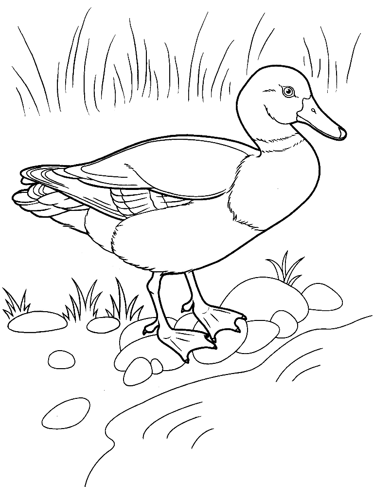 Duck Colouring Pages