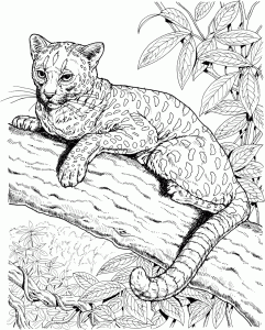 Jaguar coloring pages to download and print for free