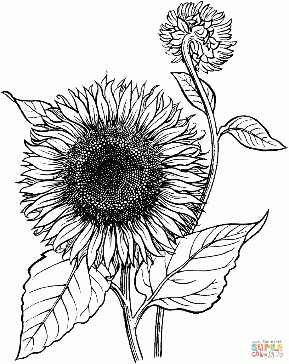 Sunflower Coloring Page For Toddlers