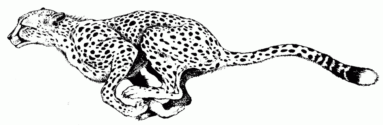 Cheetah Coloring Picture