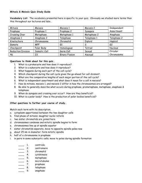 Meiosis Worksheet Answers Vocabulary