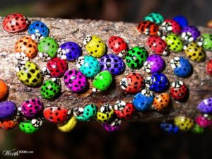 Purple Ladybugs True or False, Origin, Facts, Could They Exist?