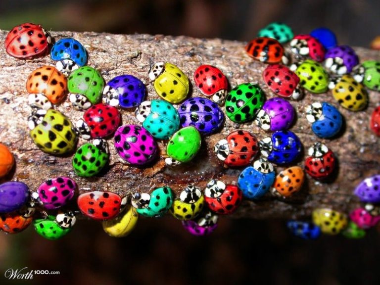How Many Colors Are There Of Ladybugs