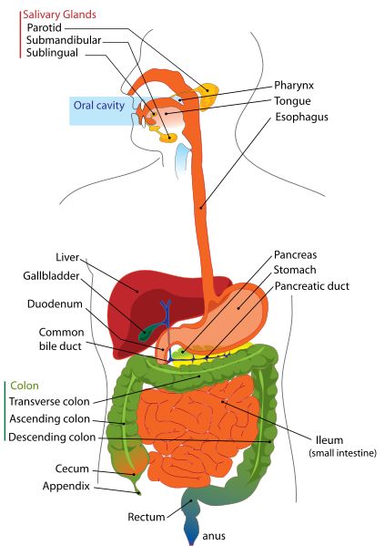 Digestive System Diagram Labeled Worksheet