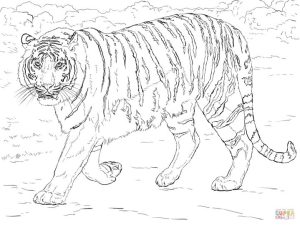 11+ Realistic Tiger Coloring Pages Coloring pages, Lion coloring