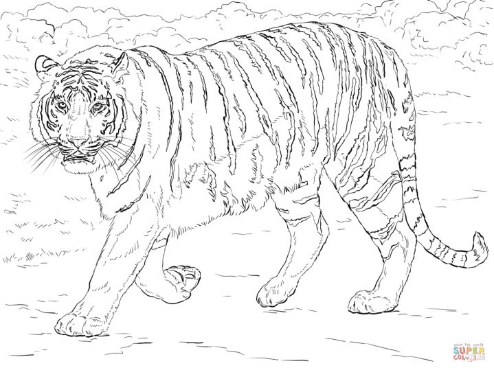 Coloring Pages Of Realistic Tigers
