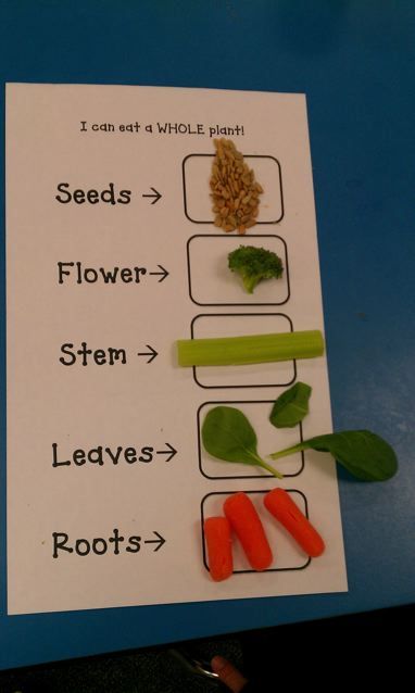 Worksheet For Class 1 Evs Plants