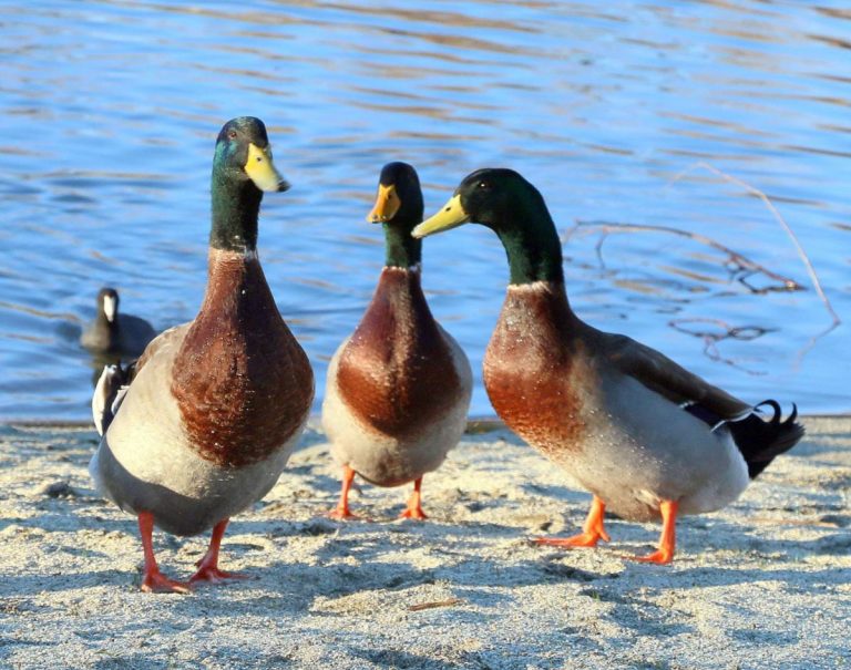 Different Coloured Ducks