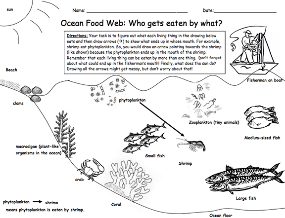Food Webs And Food Chains Worksheet Back Answers