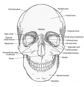 coloring.rocks! Skull anatomy, Anatomy coloring book, Skull coloring