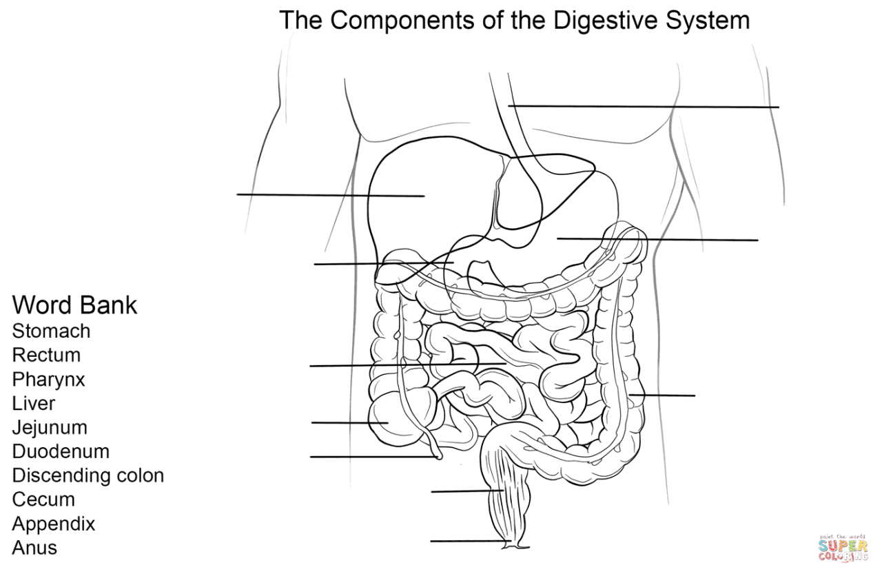 Printable Digestive System Worksheet Pdf