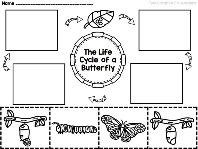 Free Printable Butterfly Life Cycle Worksheet