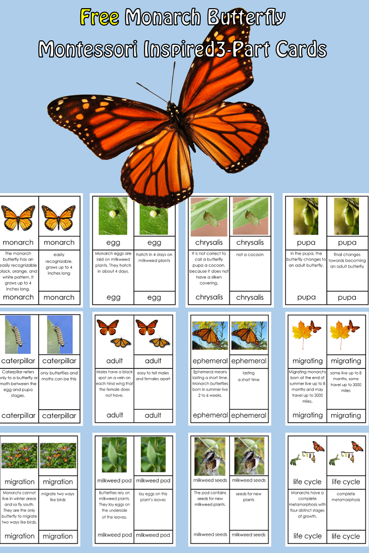 Monarch Butterfly Life Cycle Worksheet Free