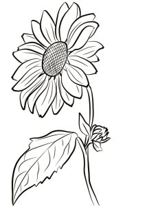 How to Draw a Sunflower Easy Step by Step Drawing Guides Sunflower