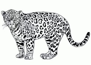 African animals coloring pages Coloring pages