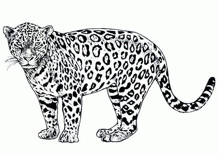 Coloring Pages Of Animals Cheetah