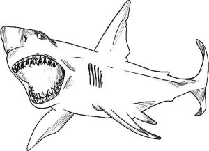 Great White Shark Coloring Lesson Kids Coloring Page Coloring