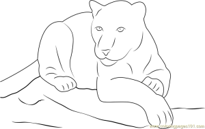 Panther Sitting on Rock Coloring Page for Kids Free Panther Printable