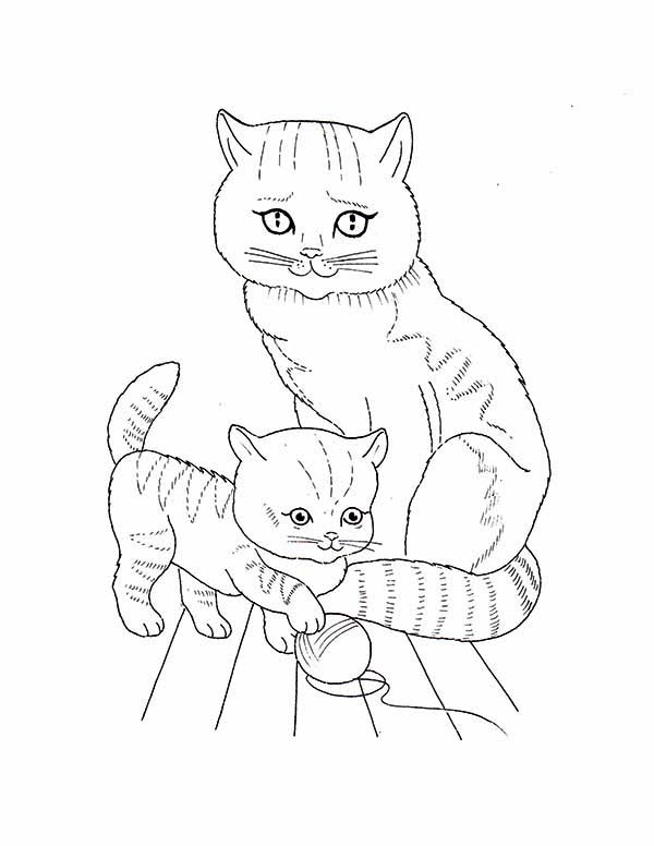 Pet Cat and Kitten Coloring Page Coloring Sky