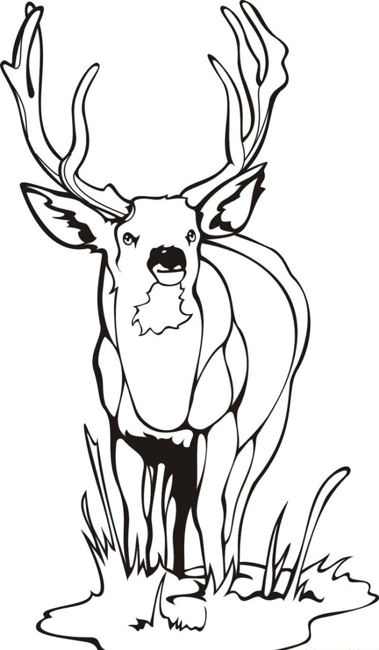 Buck Coloring Pages