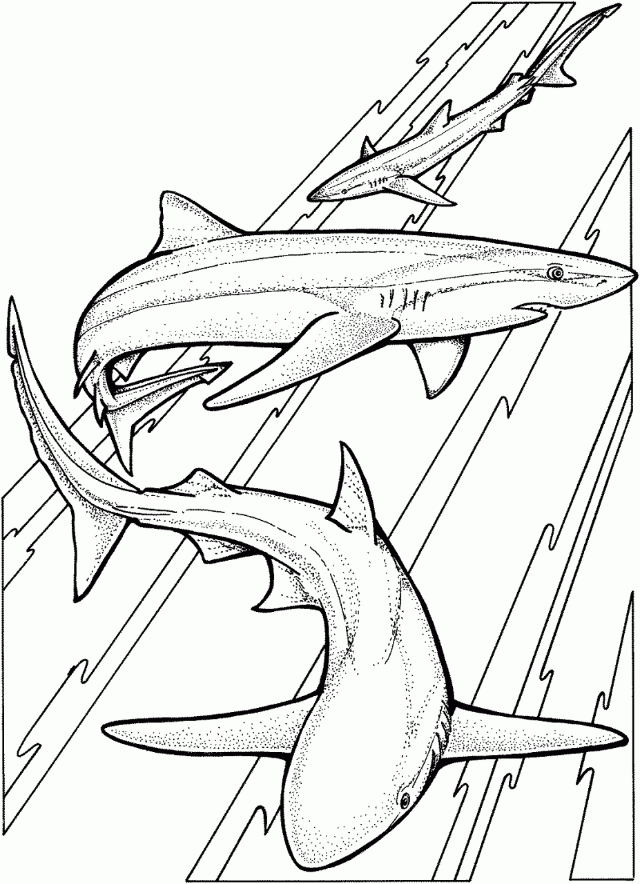 Coloring Pages Shark Coloring Pages Free and Printable
