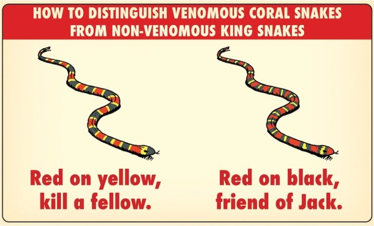 Saying About Snake Colors