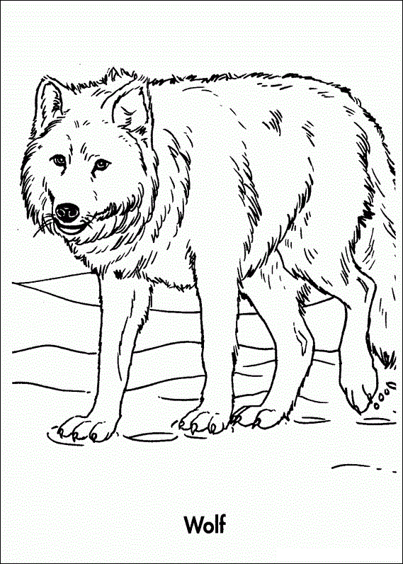 Colouring Pages Of A Wolf