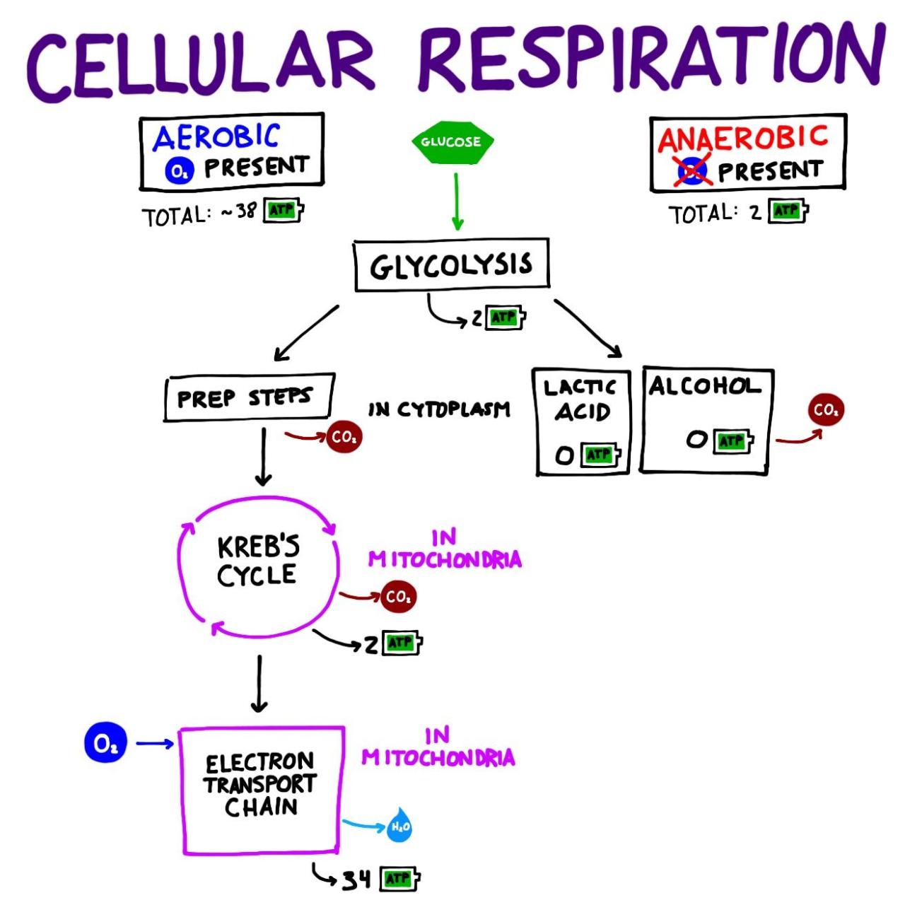 Overview Of Cellular Respiration Worksheet Answers