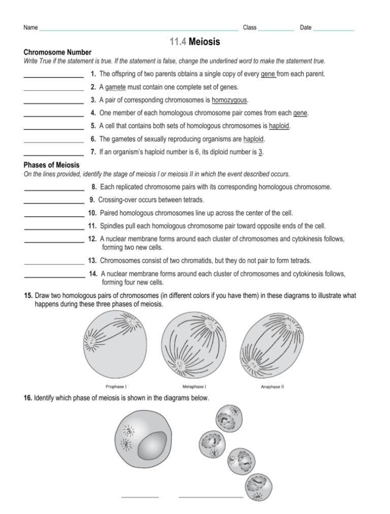 Phases Of Meiosis Worksheet Answers