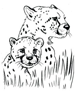 Baby Cheetah Coloring Pages at GetDrawings Free download