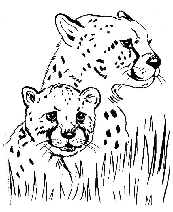 Coloring Pages Of Baby Cheetahs