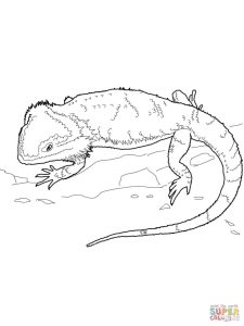Bearded Dragon coloring page Free Printable Coloring Pages