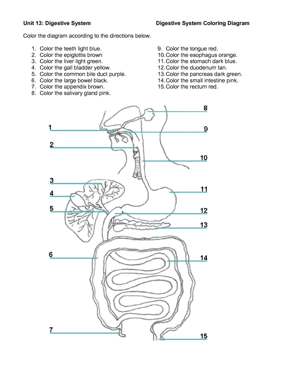 Digestive System Worksheet Pdf Grade 7