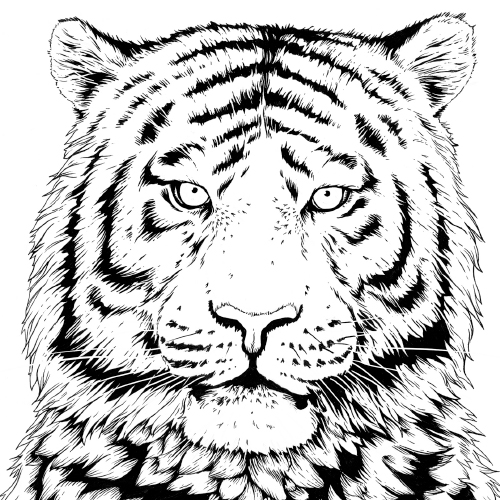 Tiger Coloring Pages Pdf