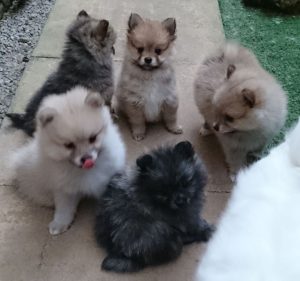 Rare Pomeranian Colors Pomeranian Puppies 1 Cream Rare Color 1 Orange