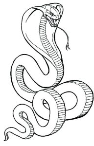 Snake Coloring Pages PDF Printable Free Coloring Sheets Snake