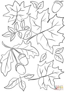 Autumn Leaves and Acorns Super Coloring Fall leaves coloring pages