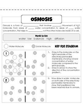 Biology Osmosis Worksheet Answer Key