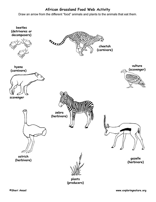 Coloring Pages Food Chain