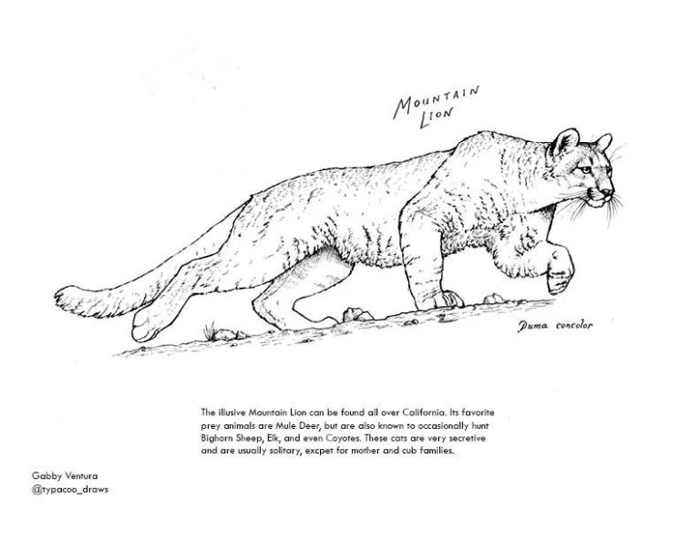 Coloring Pages Of Mountain Lions