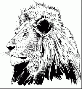 Lions Head Drawing at GetDrawings Free download