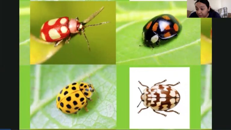 What Colors Do Ladybugs Come In